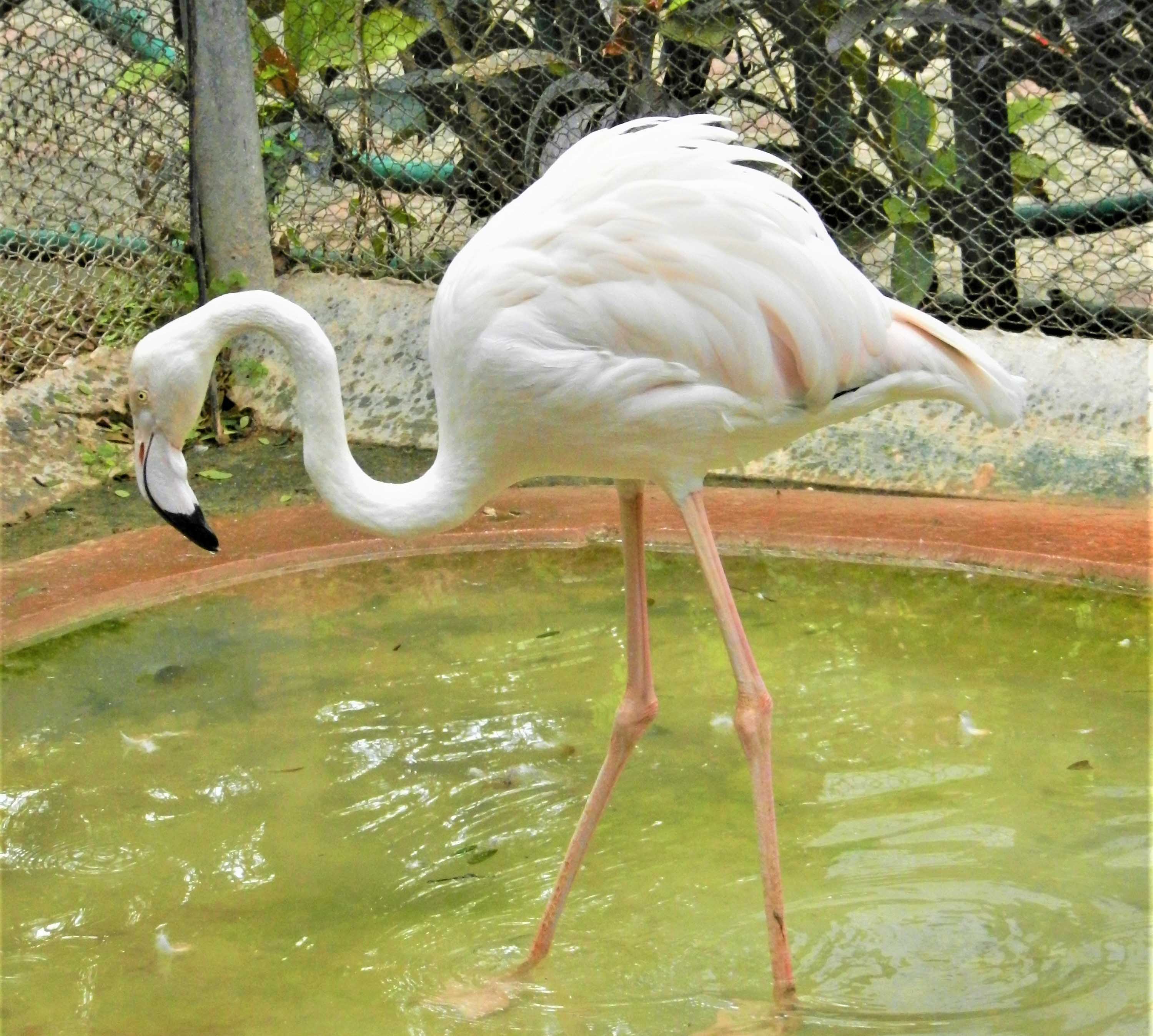 tourist places in mysore zoo